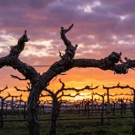 grapevine with purple sunset