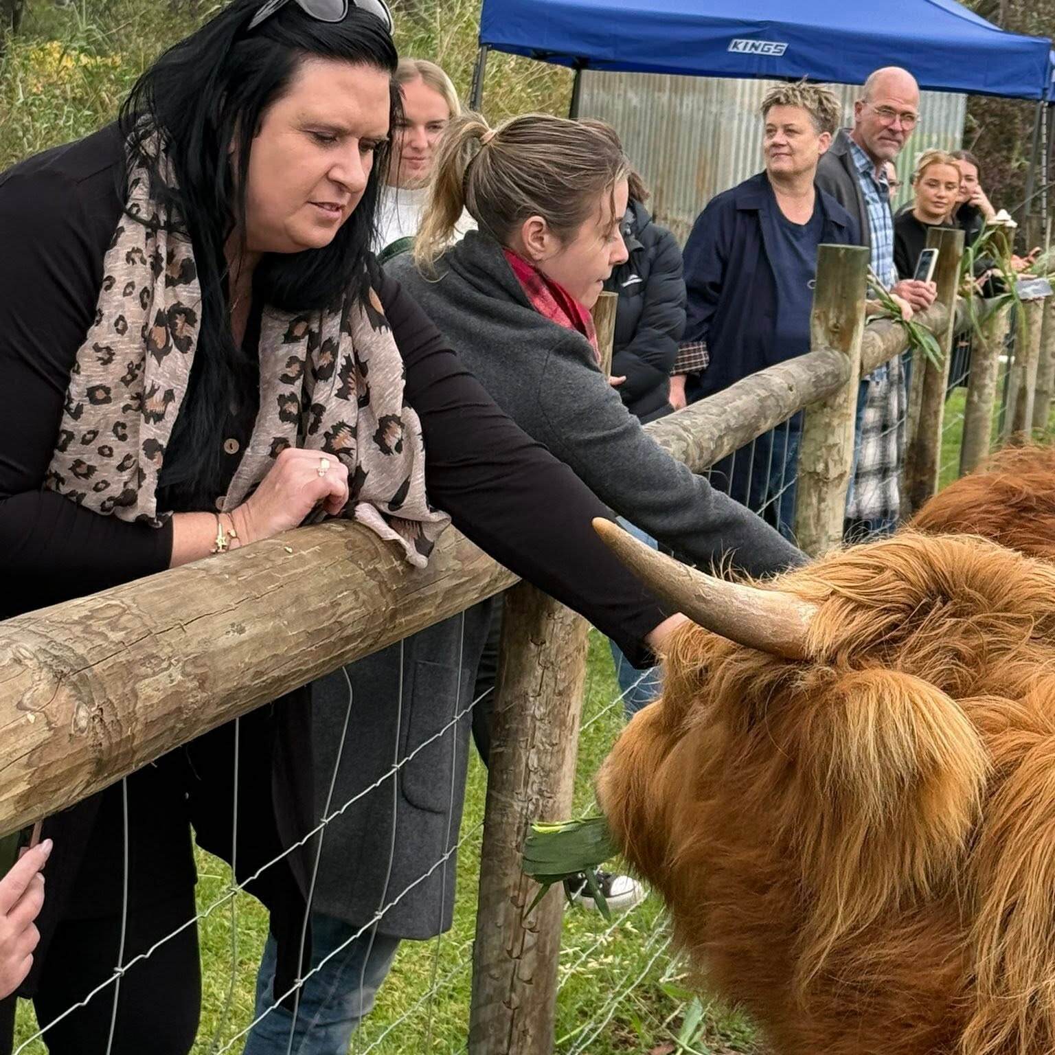 Highland Cow petting