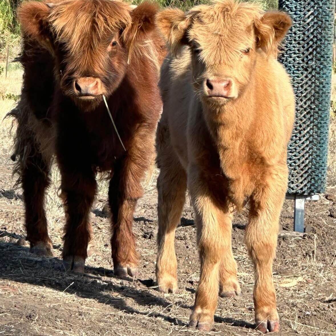 HIghland Cows Barossa 1887