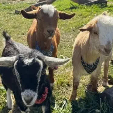 3 goats at Barossa Palms