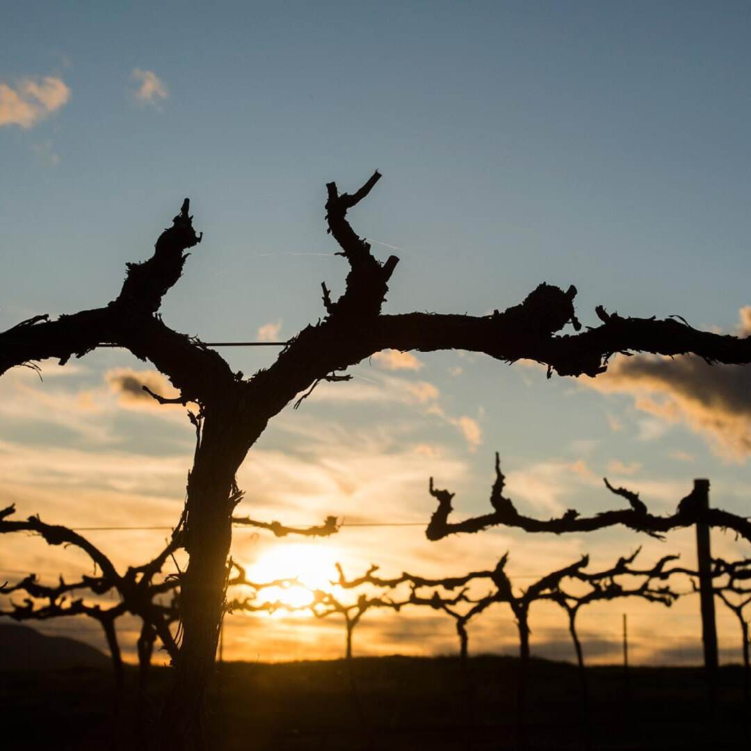 Grapevine sunset