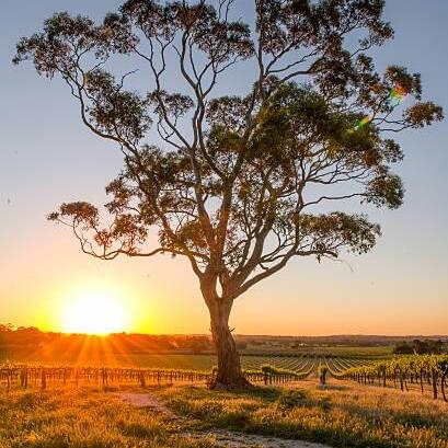 Barossa Sunset with gumtree