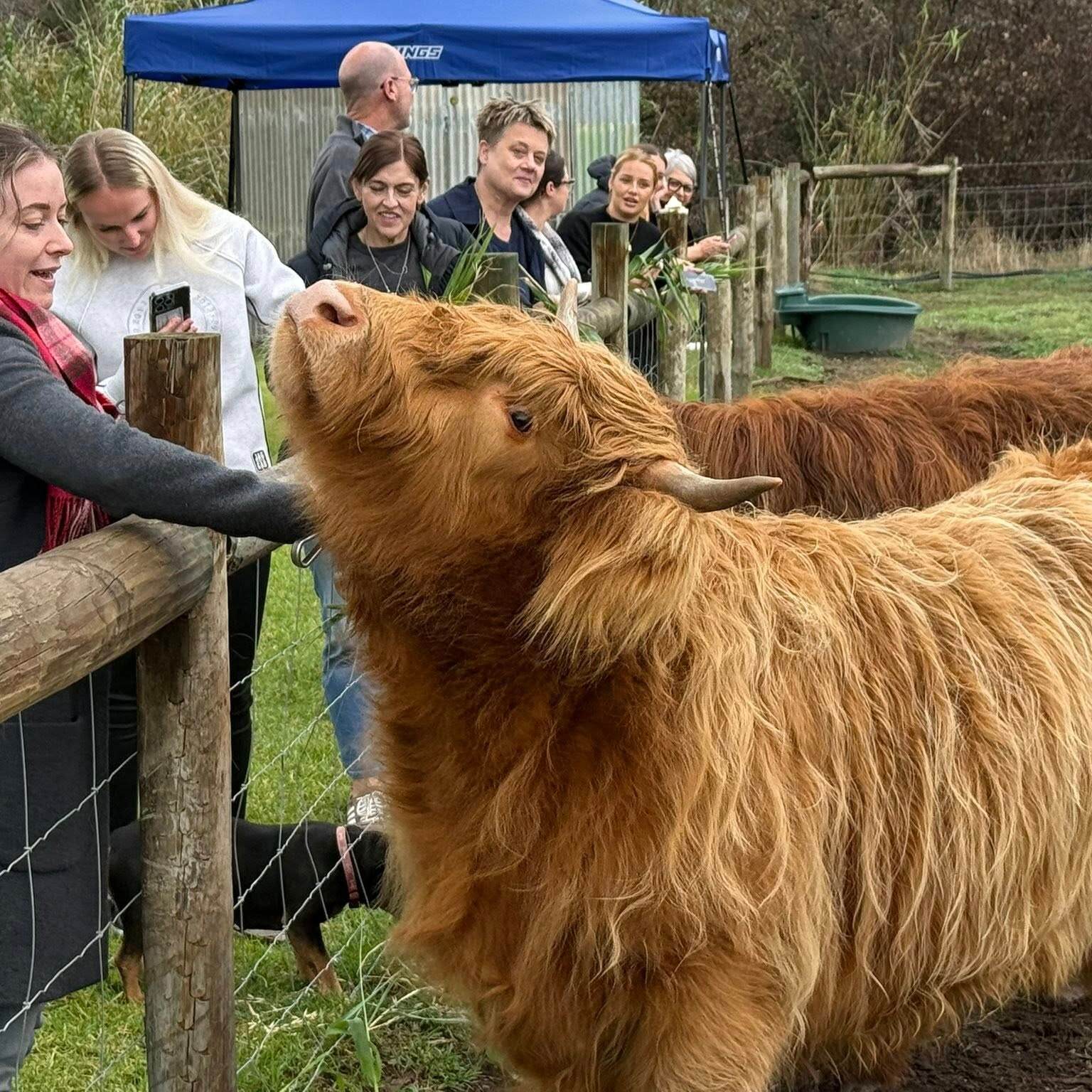 Brushing cows